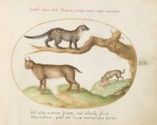 Animalia Qvadrvpedia et Reptilia (Terra): Plate XIV, c. 1575/1580. Creator: Joris Hoefnagel