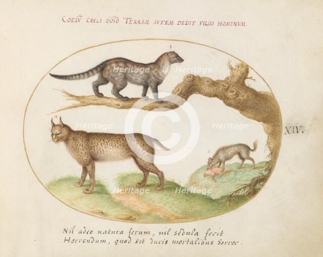 Animalia Qvadrvpedia et Reptilia (Terra): Plate XIV, c. 1575/1580. Creator: Joris Hoefnagel.