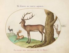 Animalia Qvadrvpedia et Reptilia (Terra): Plate XIX, c. 1575/1580. Creator: Joris Hoefnagel