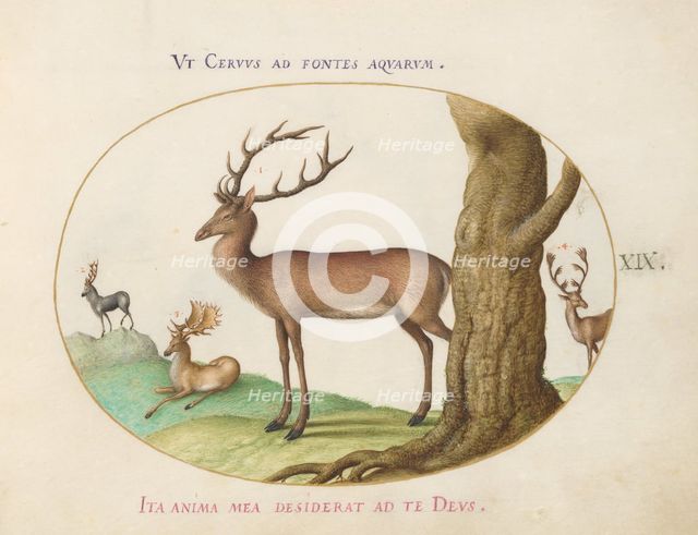 Animalia Qvadrvpedia et Reptilia (Terra): Plate XIX, c. 1575/1580. Creator: Joris Hoefnagel.