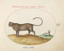 Animalia Qvadrvpedia et Reptilia (Terra): Plate XII, c. 1575/1580. Creator: Joris Hoefnagel