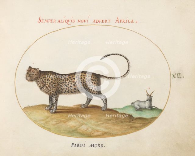 Animalia Qvadrvpedia et Reptilia (Terra): Plate XII, c. 1575/1580. Creator: Joris Hoefnagel.