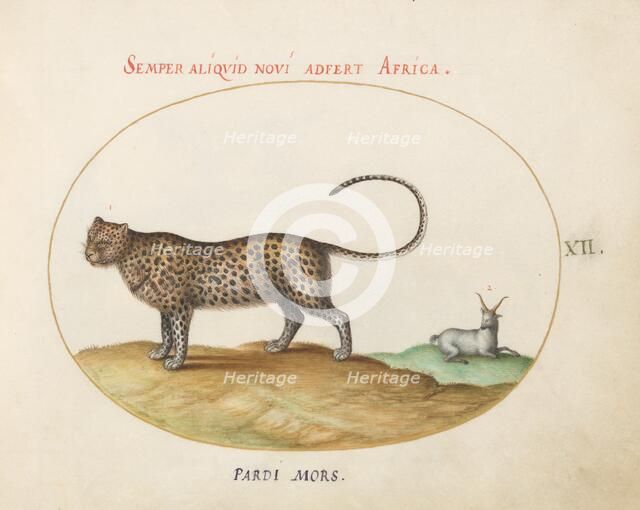 Animalia Qvadrvpedia et Reptilia (Terra): Plate XII, c. 1575/1580. Creator: Joris Hoefnagel.