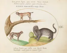 Animalia Qvadrvpedia et Reptilia (Terra): Plate XIII, c. 1575/1580. Creator: Joris Hoefnagel