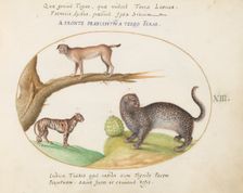 Animalia Qvadrvpedia et Reptilia (Terra): Plate XIII, c. 1575/1580. Creator: Joris Hoefnagel