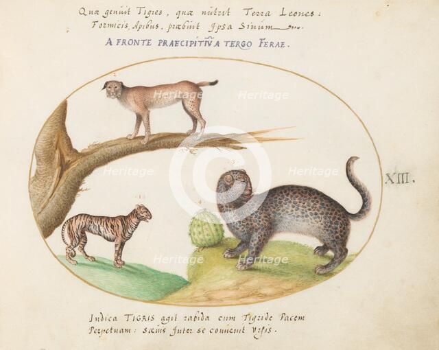 Animalia Qvadrvpedia et Reptilia (Terra): Plate XIII, c. 1575/1580. Creator: Joris Hoefnagel.