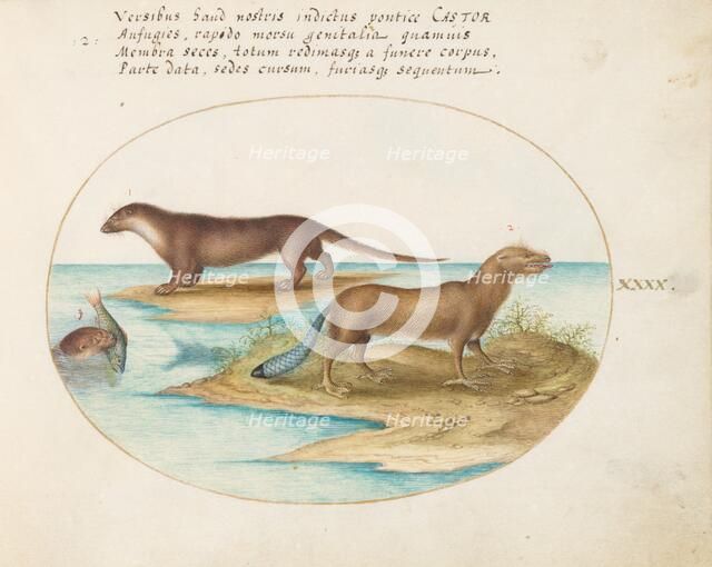 Animalia Qvadrvpedia et Reptilia (Terra): Plate XL, c. 1575/1580. Creator: Joris Hoefnagel.