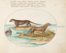 Animalia Qvadrvpedia et Reptilia (Terra): Plate XL, c. 1575/1580. Creator: Joris Hoefnagel