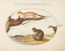 Animalia Qvadrvpedia et Reptilia (Terra): Plate XLV, c. 1575/1580. Creator: Joris Hoefnagel