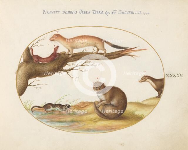 Animalia Qvadrvpedia et Reptilia (Terra): Plate XLV, c. 1575/1580. Creator: Joris Hoefnagel.