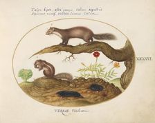 Animalia Qvadrvpedia et Reptilia (Terra): Plate XLVI, c. 1575/1580. Creator: Joris Hoefnagel