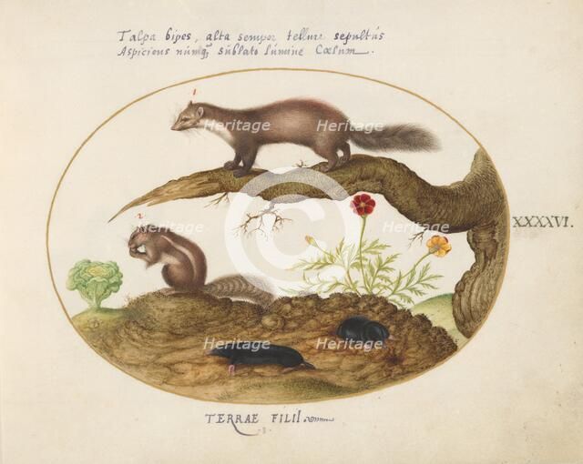 Animalia Qvadrvpedia et Reptilia (Terra): Plate XLVI, c. 1575/1580. Creator: Joris Hoefnagel.