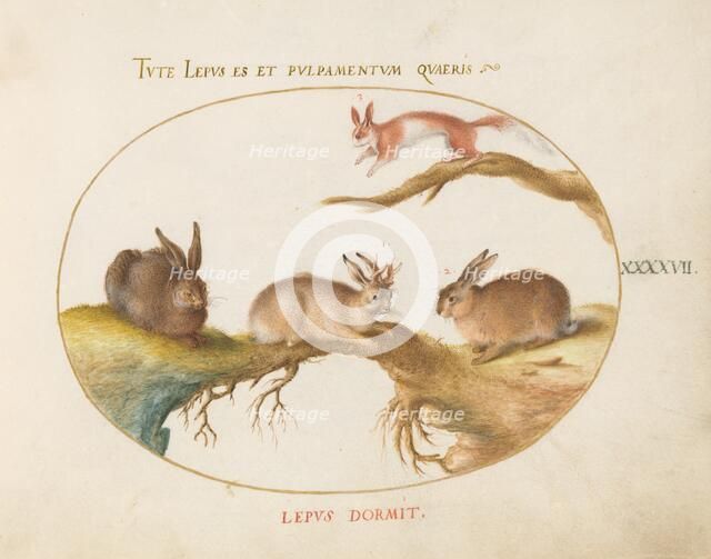 Animalia Qvadrvpedia et Reptilia (Terra): Plate XLVII, c. 1575/1580. Creator: Joris Hoefnagel.