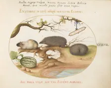 Animalia Qvadrvpedia et Reptilia (Terra): Plate XLVIII, c. 1575/1580. Creator: Joris Hoefnagel