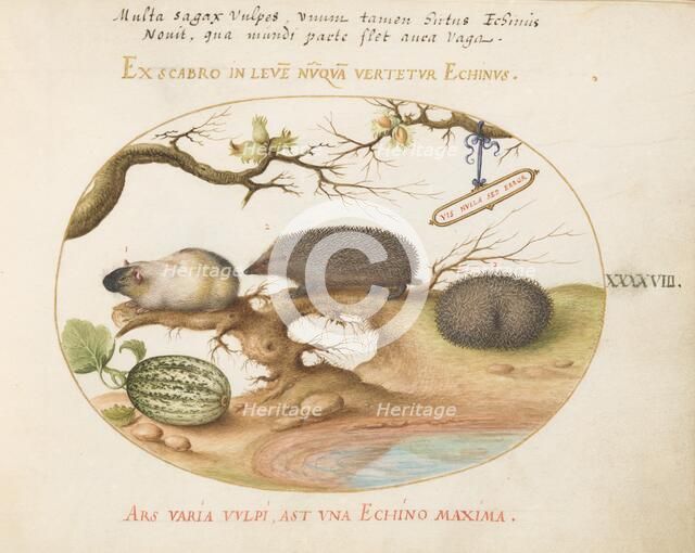 Animalia Qvadrvpedia et Reptilia (Terra): Plate XLVIII, c. 1575/1580. Creator: Joris Hoefnagel.