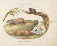 Animalia Qvadrvpedia et Reptilia (Terra): Plate XLI, c. 1575/1580. Creator: Joris Hoefnagel