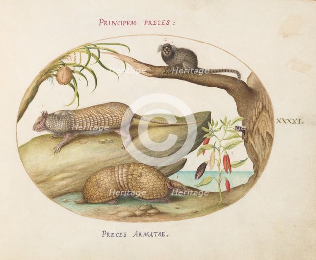 Animalia Qvadrvpedia et Reptilia (Terra): Plate XLI, c. 1575/1580. Creator: Joris Hoefnagel.