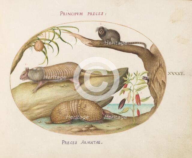 Animalia Qvadrvpedia et Reptilia (Terra): Plate XLI, c. 1575/1580. Creator: Joris Hoefnagel.