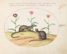 Animalia Qvadrvpedia et Reptilia (Terra): Plate XLII, c. 1575/1580. Creator: Joris Hoefnagel