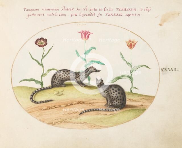 Animalia Qvadrvpedia et Reptilia (Terra): Plate XLII, c. 1575/1580. Creator: Joris Hoefnagel.