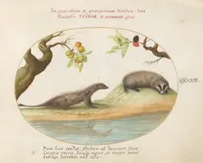 Animalia Qvadrvpedia et Reptilia (Terra): Plate XLIII, c. 1575/1580. Creator: Joris Hoefnagel