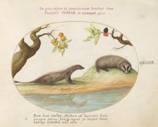 Animalia Qvadrvpedia et Reptilia (Terra): Plate XLIII, c. 1575/1580. Creator: Joris Hoefnagel