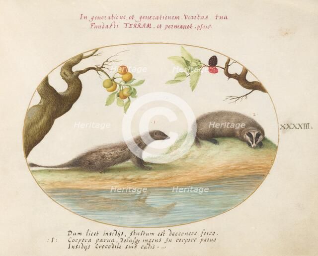 Animalia Qvadrvpedia et Reptilia (Terra): Plate XLIII, c. 1575/1580. Creator: Joris Hoefnagel.