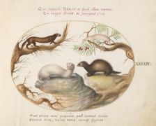 Animalia Qvadrvpedia et Reptilia (Terra): Plate XLIV, c. 1575/1580. Creator: Joris Hoefnagel