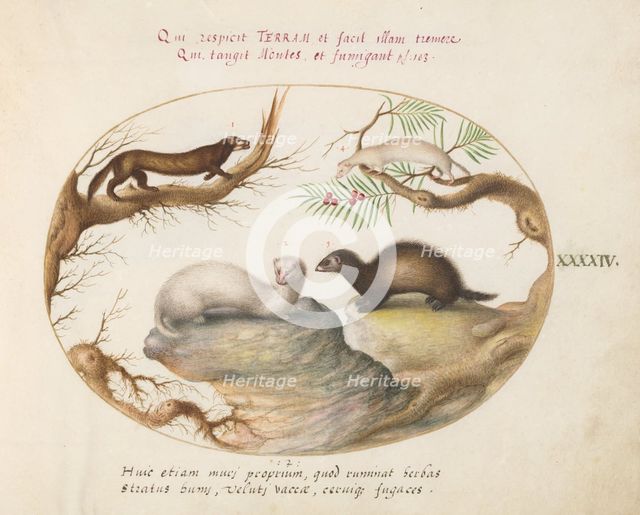 Animalia Qvadrvpedia et Reptilia (Terra): Plate XLIV, c. 1575/1580. Creator: Joris Hoefnagel.