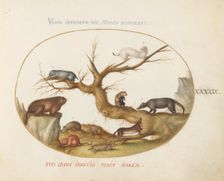 Animalia Qvadrvpedia et Reptilia (Terra): Plate XLIX, c. 1575/1580. Creator: Joris Hoefnagel