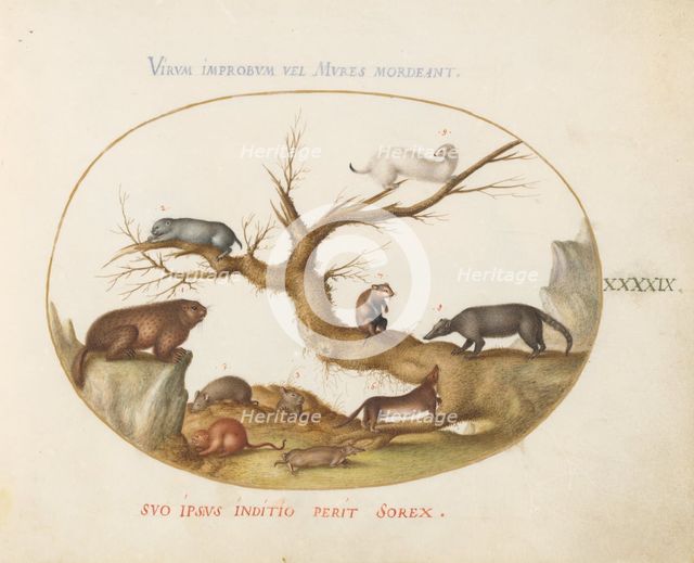 Animalia Qvadrvpedia et Reptilia (Terra): Plate XLIX, c. 1575/1580. Creator: Joris Hoefnagel.