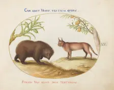 Animalia Qvadrvpedia et Reptilia (Terra): Plate XV, c. 1575/1580. Creator: Joris Hoefnagel