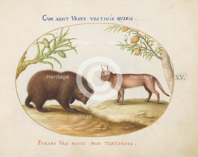 Animalia Qvadrvpedia et Reptilia (Terra): Plate XV, c. 1575/1580. Creator: Joris Hoefnagel.