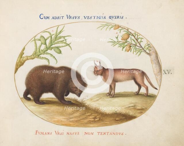 Animalia Qvadrvpedia et Reptilia (Terra): Plate XV, c. 1575/1580. Creator: Joris Hoefnagel.