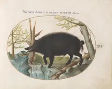 Animalia Qvadrvpedia et Reptilia (Terra): Plate XVI, c. 1575/1580. Creator: Joris Hoefnagel
