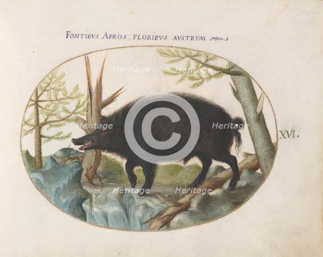 Animalia Qvadrvpedia et Reptilia (Terra): Plate XVI, c. 1575/1580. Creator: Joris Hoefnagel.