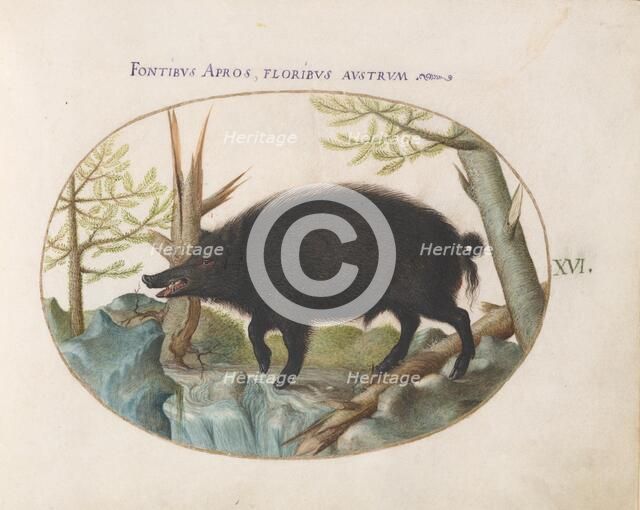 Animalia Qvadrvpedia et Reptilia (Terra): Plate XVI, c. 1575/1580. Creator: Joris Hoefnagel.