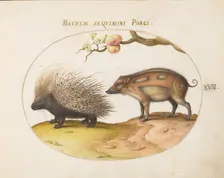 Animalia Qvadrvpedia et Reptilia (Terra): Plate XVII, c. 1575/1580. Creator: Joris Hoefnagel