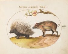Animalia Qvadrvpedia et Reptilia (Terra): Plate XVII, c. 1575/1580. Creator: Joris Hoefnagel
