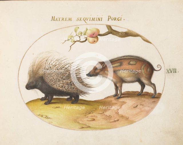 Animalia Qvadrvpedia et Reptilia (Terra): Plate XVII, c. 1575/1580. Creator: Joris Hoefnagel.