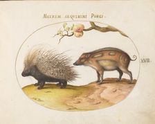 Animalia Qvadrvpedia et Reptilia (Terra): Plate XVII, c. 1575/1580. Creator: Joris Hoefnagel