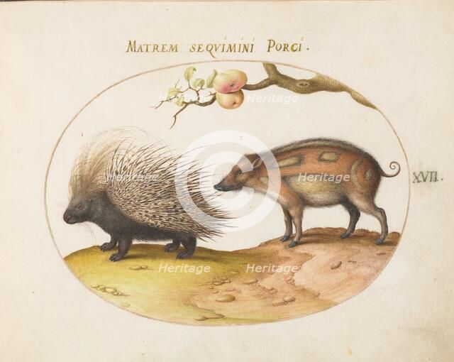 Animalia Qvadrvpedia et Reptilia (Terra): Plate XVII, c. 1575/1580. Creator: Joris Hoefnagel.