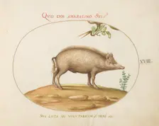 Animalia Qvadrvpedia et Reptilia (Terra): Plate XVIII, c. 1575/1580. Creator: Joris Hoefnagel