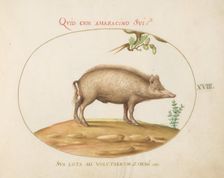 Animalia Qvadrvpedia et Reptilia (Terra): Plate XVIII, c. 1575/1580. Creator: Joris Hoefnagel