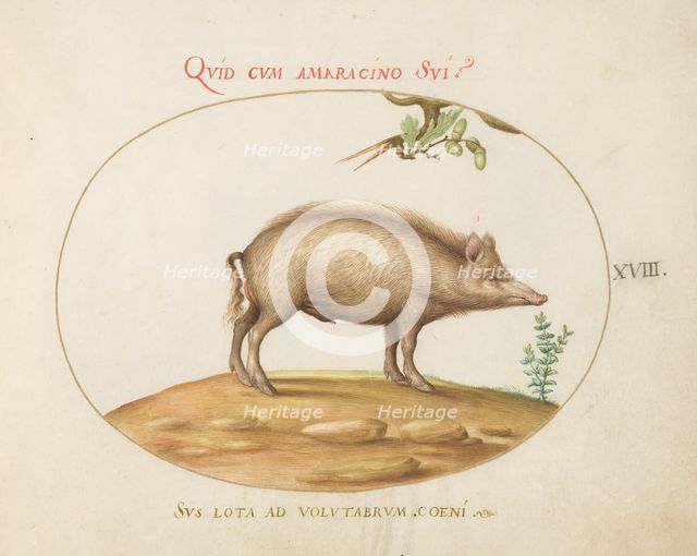 Animalia Qvadrvpedia et Reptilia (Terra): Plate XVIII, c. 1575/1580. Creator: Joris Hoefnagel.