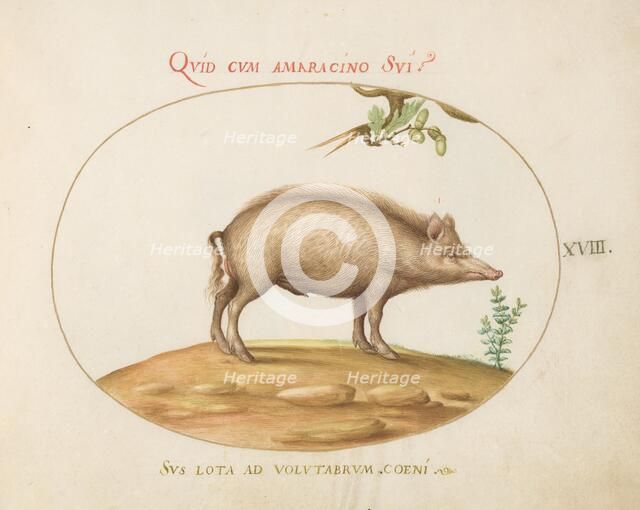 Animalia Qvadrvpedia et Reptilia (Terra): Plate XVIII, c. 1575/1580. Creator: Joris Hoefnagel.