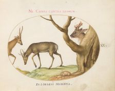 Animalia Qvadrvpedia et Reptilia (Terra): Plate XX, c. 1575/1580. Creator: Joris Hoefnagel