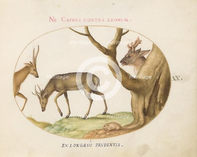 Animalia Qvadrvpedia et Reptilia (Terra): Plate XX, c. 1575/1580. Creator: Joris Hoefnagel.