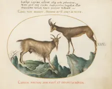 Animalia Qvadrvpedia et Reptilia (Terra): Plate XXV, c. 1575/1580. Creator: Joris Hoefnagel