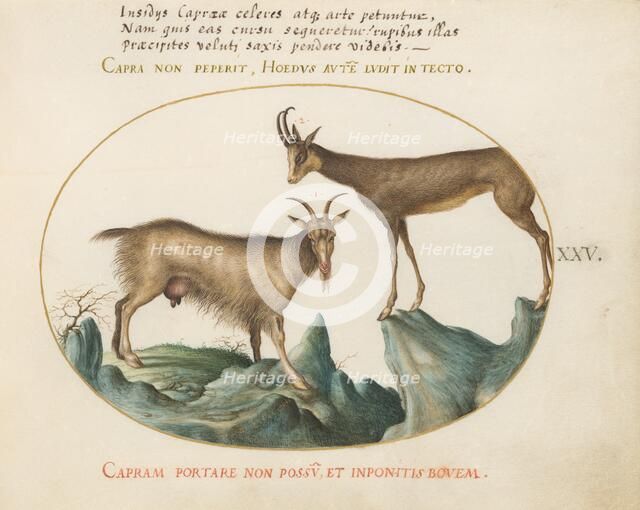 Animalia Qvadrvpedia et Reptilia (Terra): Plate XXV, c. 1575/1580. Creator: Joris Hoefnagel.